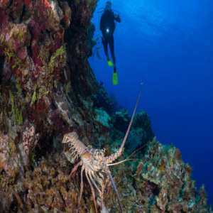 Lobster Diving Adventures