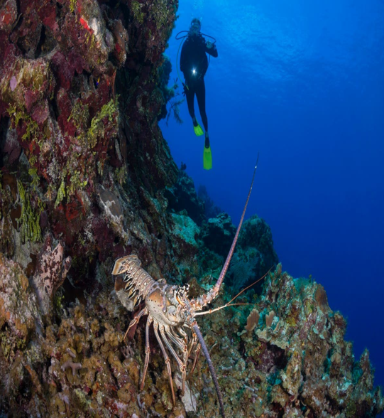 Lobster Diving 101 for Spearos - SpearoBlog